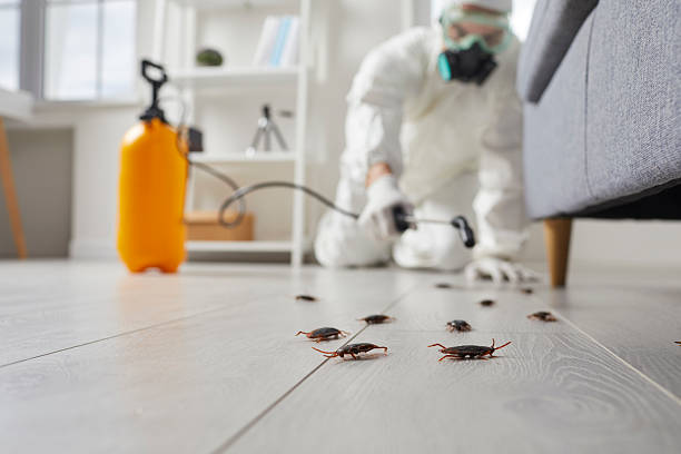 Trusted Cockroach Control service in Haverhill, FL - Nex Pest Control
